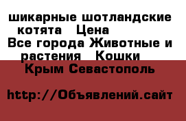 шикарные шотландские котята › Цена ­ 15 000 - Все города Животные и растения » Кошки   . Крым,Севастополь